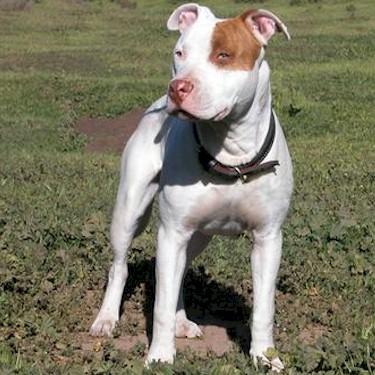 Rebel Pits Mighty Laceys Steel Pit Bull.jpg